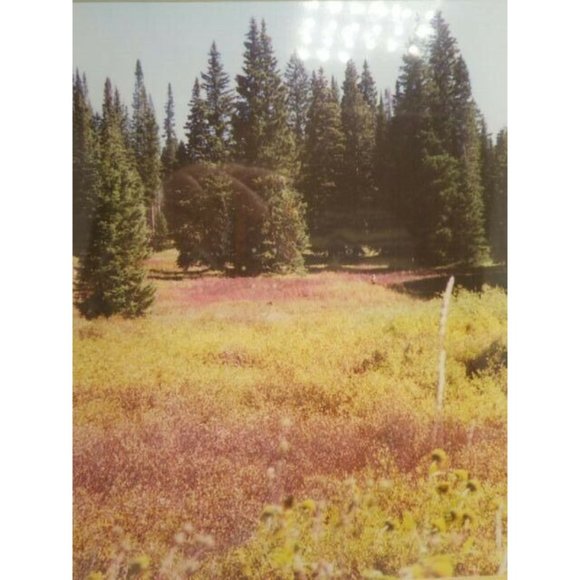 Steamboat Springs Colorado Landscape Trees Framed Photo Print Buffalo Pass - Picture 3 of 8